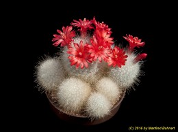 Mammillaria senilis 1197